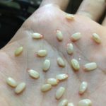 玄米より食べやすく栄養豊富な発芽玄米は自分でも作れる